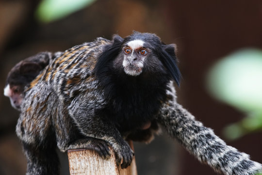monkey  in park