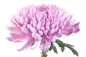 Purple chrysanthemum flower head - obrazy, fototapety, plakaty
