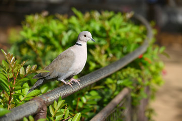 gray bird
