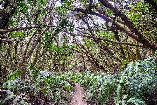 Fototapeta magic forest