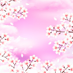 桜　花　風景　背景