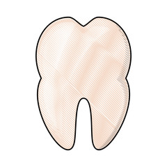 molar icon image