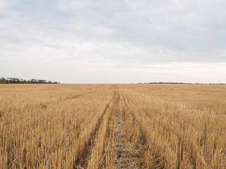 Views of a field with stubble, autumn landscape with skyline and dramatic sky. Nature, rural view of pretty farmland and plants in the beautiful surroundings.