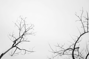 abstract dead tree