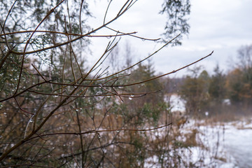 branch winter