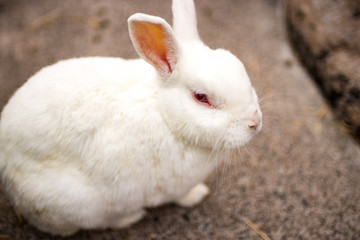 Obraz premium うさぎ