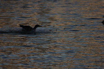 Fototapeta premium Landing