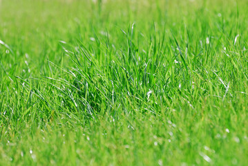 Close up on green grass in spring as nature background