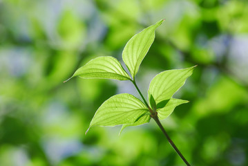 Fototapeta na wymiar Fresh growing green tree leaves in spring