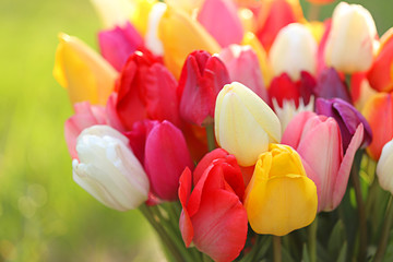Bouquet of colorful  tulips in the sunlight 