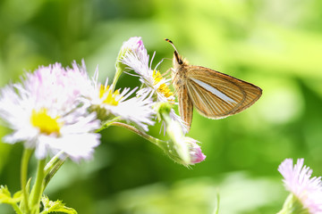 ギンイチモンジセセリ