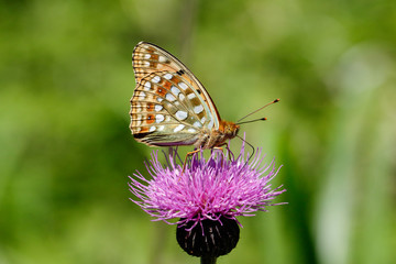 ウラギンヒョウモン