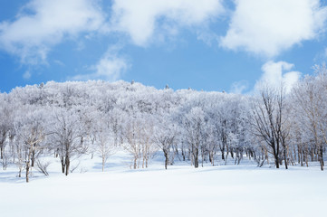 厳寒期の八甲田樹林帯