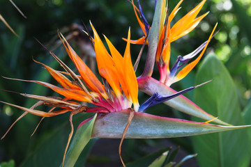 Obraz premium Exotic colorful Bird of paradise flower in Kirstenbosch botanical garden, Cape Town, South Africa
