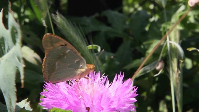 Amberboa, is a genus of herbaceous plants of the Aster family (Asteraceae).Argynnis pandora, the cardinal, is a butterfly of the Nymphalidae family