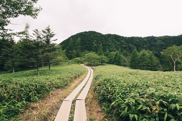 山の木道