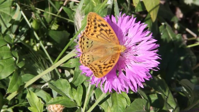 Amberboa, is a genus of herbaceous plants of the Aster family (Asteraceae).Argynnis pandora, the cardinal, is a butterfly of the Nymphalidae family