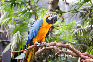 Blue and yellow macaw parrot
