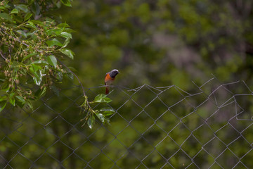 little early spring bird on the fence