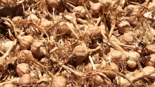 dried garlic in a basket
