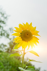 Sunflowers in the field natural background