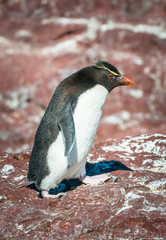 Naklejka premium Rockhopper penguin, Patagonia, Argentina