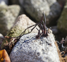 Abstract close up details about some algae plants on a rock surface in low tide in France