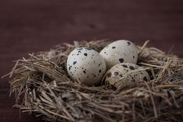 Naklejka na ściany i meble Quail eggs in a Nest on a Dark Brown Wooden background