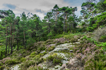 Fototapeta na wymiar Norway, Baneheya hillside view