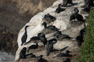 Nesting Brandt's Cormorant