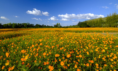 many flower on the field and blue sky
