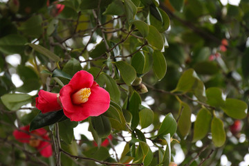 赤い椿の花