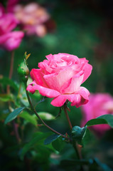 Beautiful pink roses in the garden