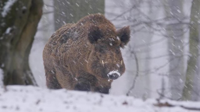 Wild boar (Sus scrofa) in winter forest