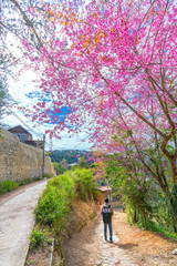 Fototapeta premium Da Lat, Vietnam - January 14th, 2018: The man returns home on a dirt road with cherry blooming in front of the yard as a joy to return to homeland for spring with his family in plateau Da Lat, Vietnam