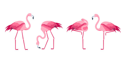 Cartoon Pink Flamingo Bird Set. Vector