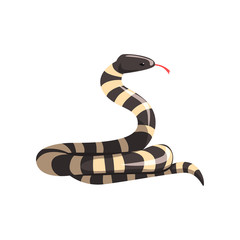 Naklejka premium California king snake with black and white bands. Cartoon large reptile with tongue out. Colorful wild serpent. Non-venomous creature. Flat vector design