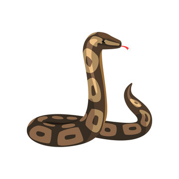 Tropical python pythonidae with tongue out. Large non-venomous dark-colored royal snake. Wild serpent. Exotic pet. Wildlife concept. Cartoon flat vector design