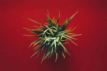 Green Plant On Red Background, Flat Lay. Creative Concept