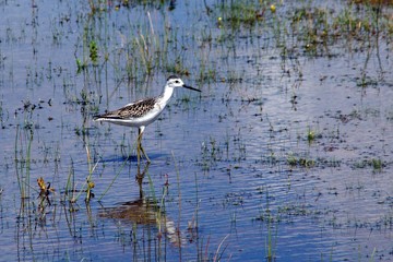 Кулик в болоте