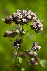 Inflorescences of the flower are tenderly purple