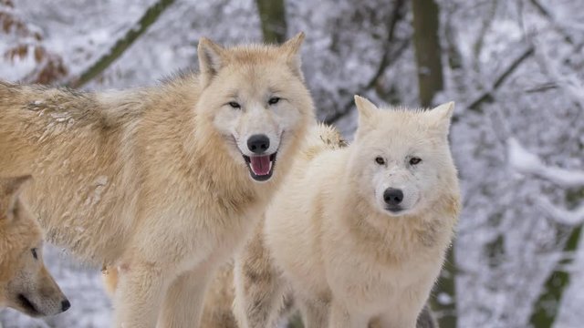 Arctic wolf in winter