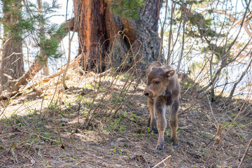 The Caucasian bison - an animal from a red book