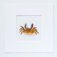 crab in the white frame