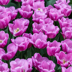 Obraz premium tulips in spring field