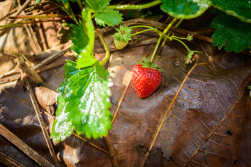 Rows of strawberries in a strawberry farm