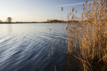 Reed in the lake and blue sky