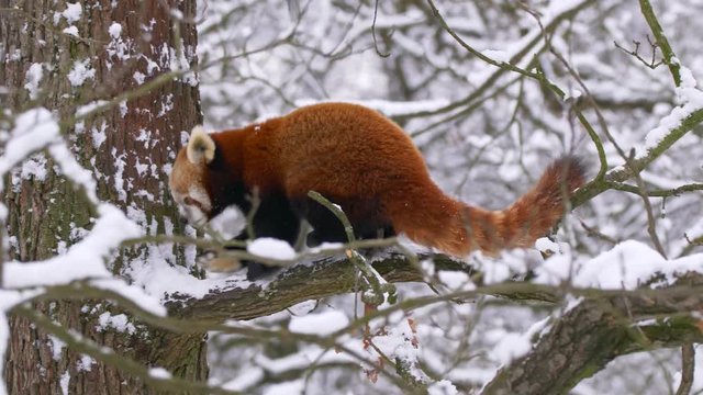 Red panda in the tree in winter