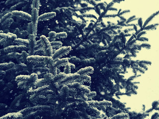 Fototapeta na wymiar Tanne mit Schnee, Winter Wetter