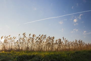 Obraz premium Water grass against the sky